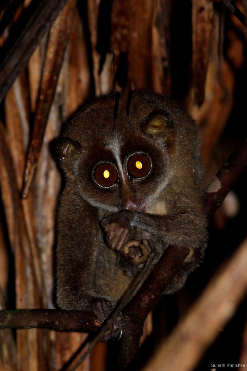 Loris